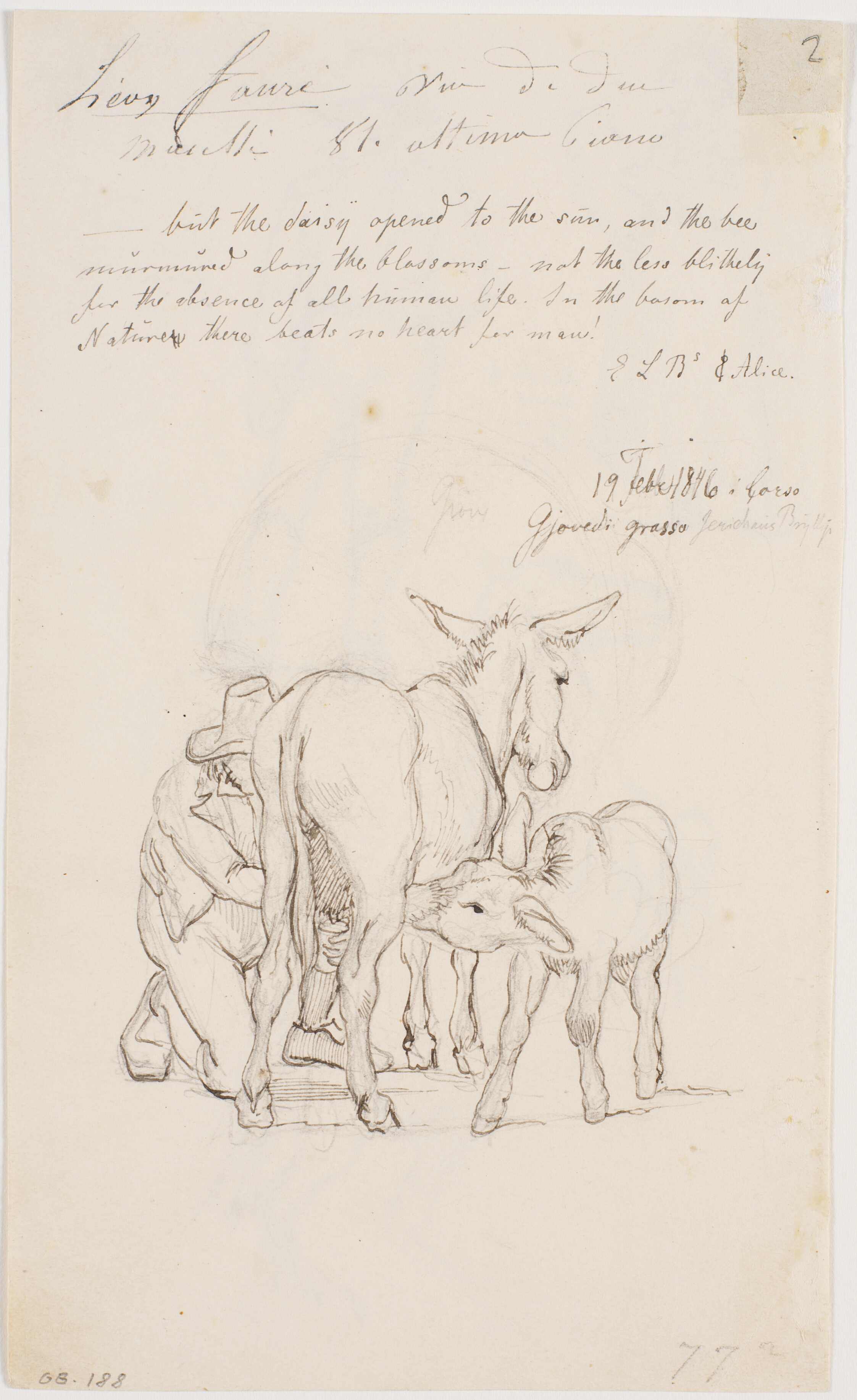 Et æsel malkes, mens føllet forsøger at patte